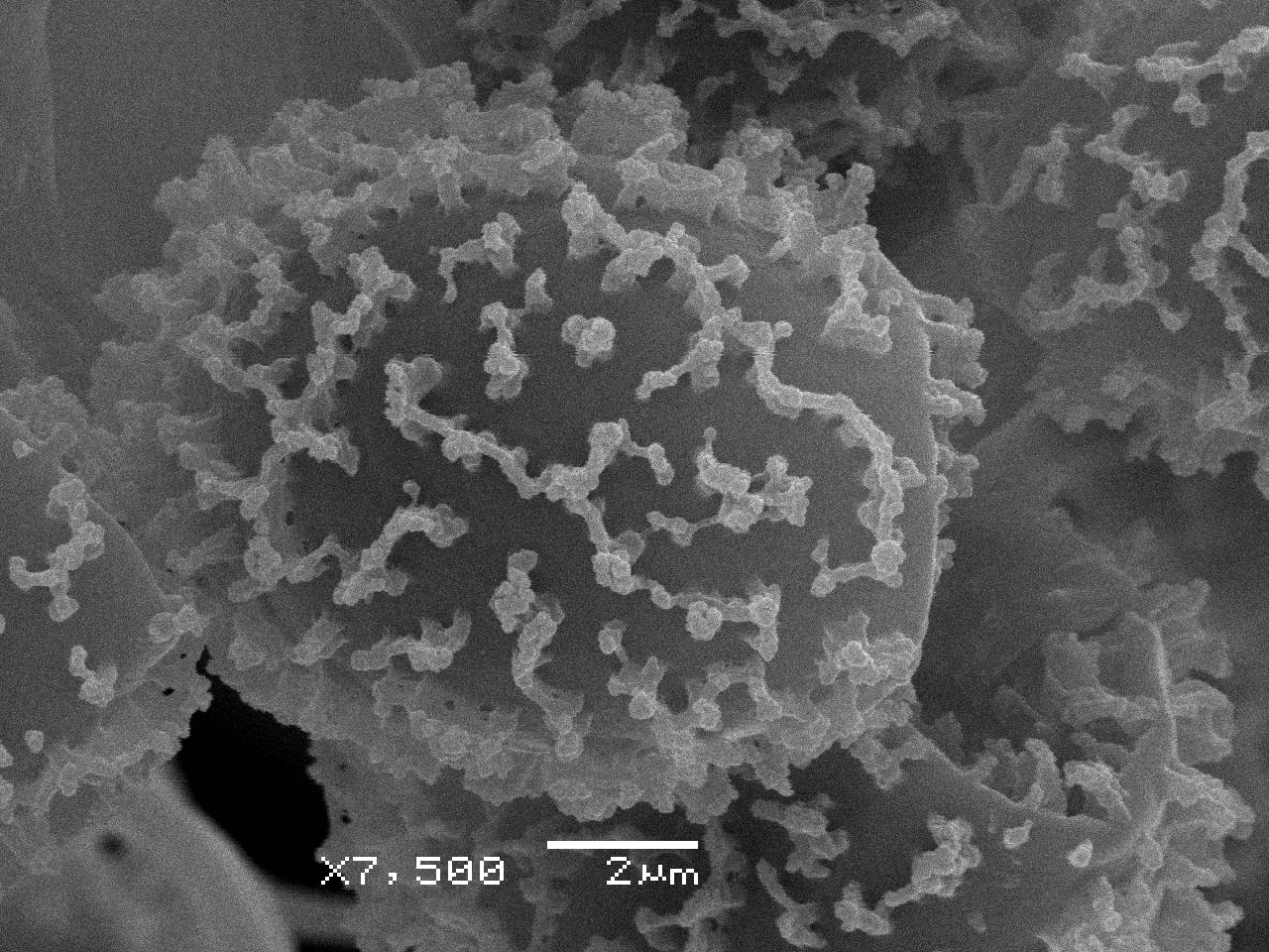 Meriderma carestiae - споры и капиллиций, СЭМ, Нелидовский, Tver Oblast (Russia)