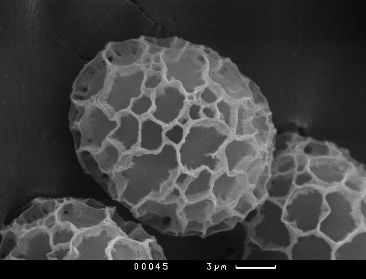 Meriderma carestiae - споры и капиллиций, СЭМ, Нелидовский, Tver Oblast (Russia)