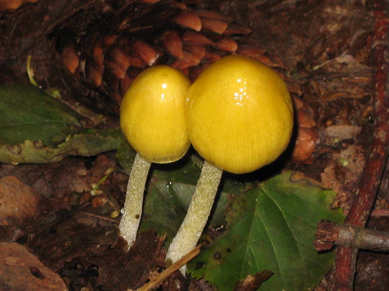 Bolbitius titubans (Bull.) Fr., Одинцовский, Moscow Oblast (Russia)