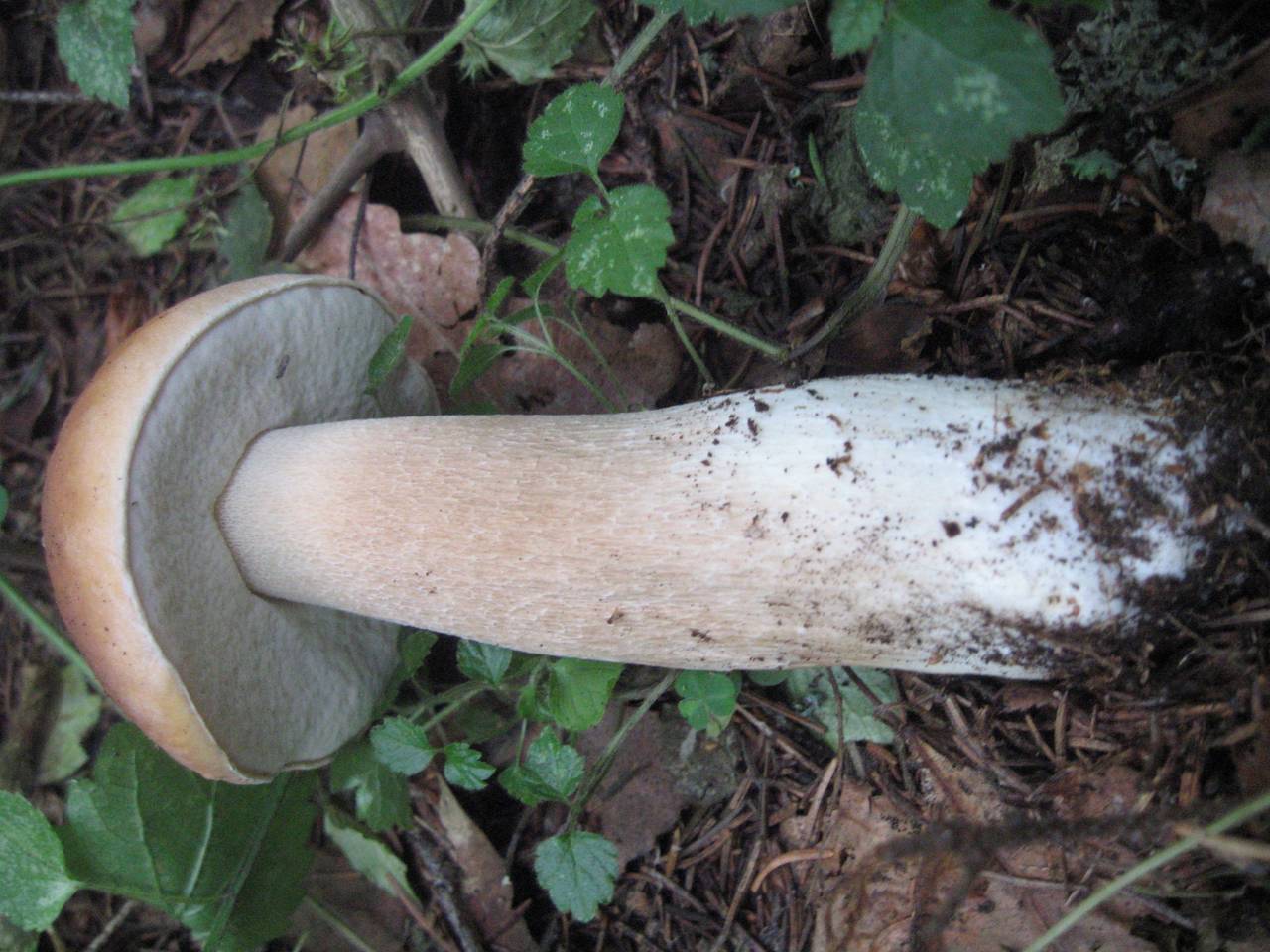 Boletus reticulatus Schaeff., Одинцовский, Moscow Oblast (Russia)