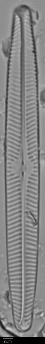 k2(1)-lm-242-sc, Кольский р-н, Murmansk Oblast (Russia)