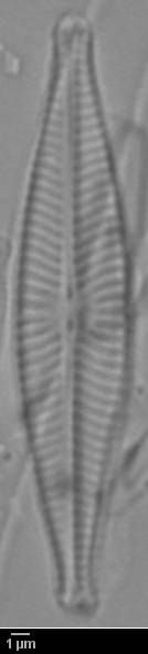 k7(2)-lm-097-sc, Кандалакшский р-н, Murmansk Oblast (Russia)
