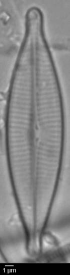 k2(1)-lm-730-sc, Кольский р-н, Murmansk Oblast (Russia)