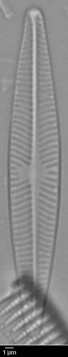 k5(1)-lm-116-sc, Murmansk Oblast (Russia)