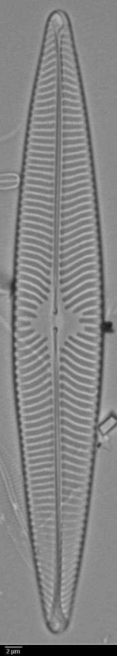 k7(2)-lm-095-sc, Кандалакшский р-н, Murmansk Oblast (Russia)