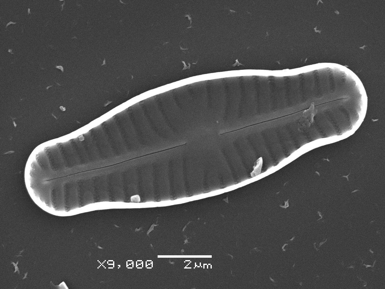 4-sem-16, Рузский район, Moscow Oblast (Russia)