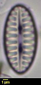 313s1-lm-003b-sc,  Тибетский автономный район (China)