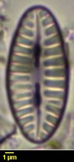 313s1-lm-003b-sc,  Тибетский автономный район (China)