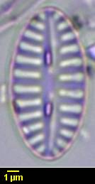 313s1-lm-003b-sc,  Тибетский автономный район (China)