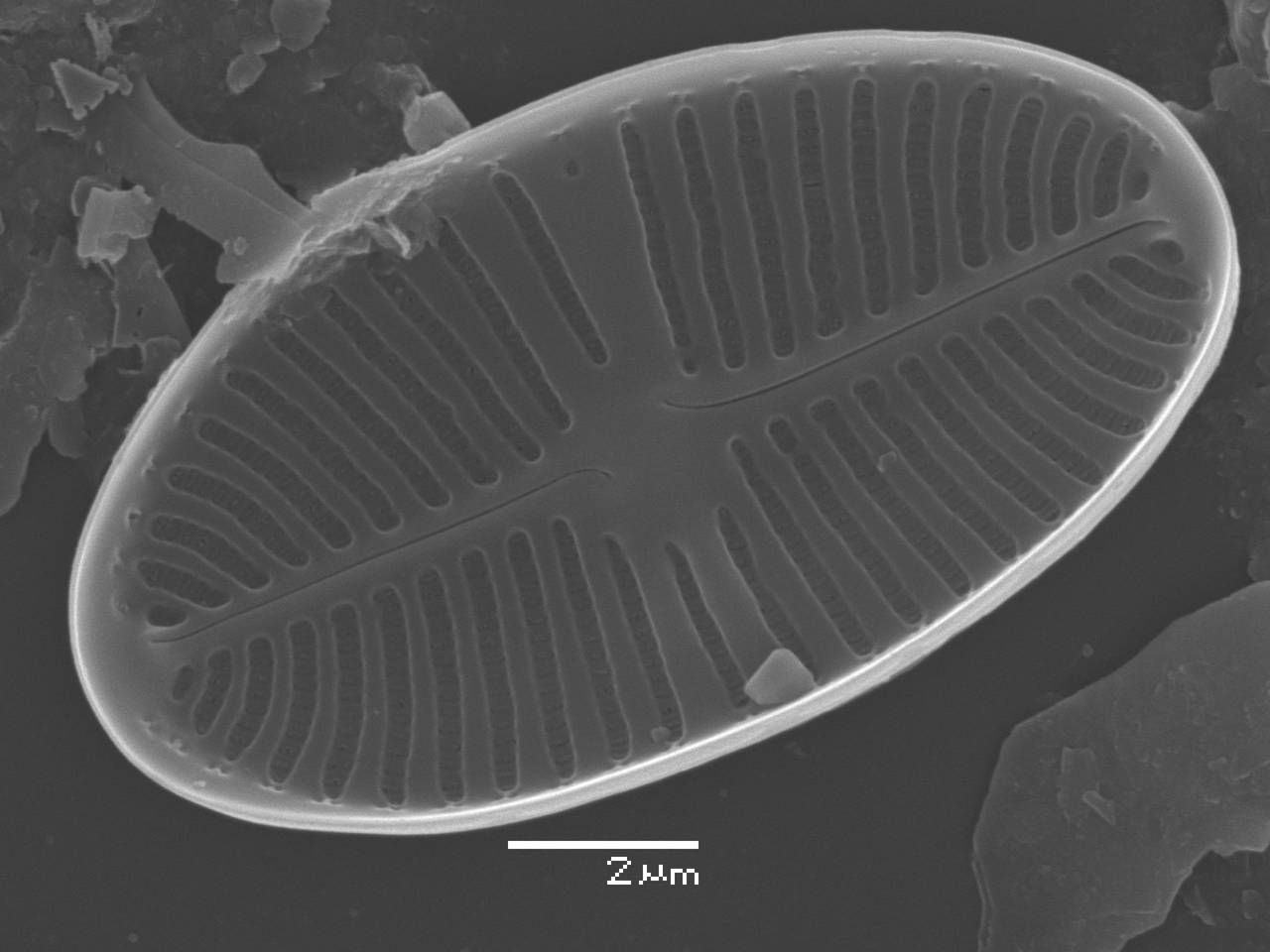 20-sem-8, Рузский район, Moscow Oblast (Russia)