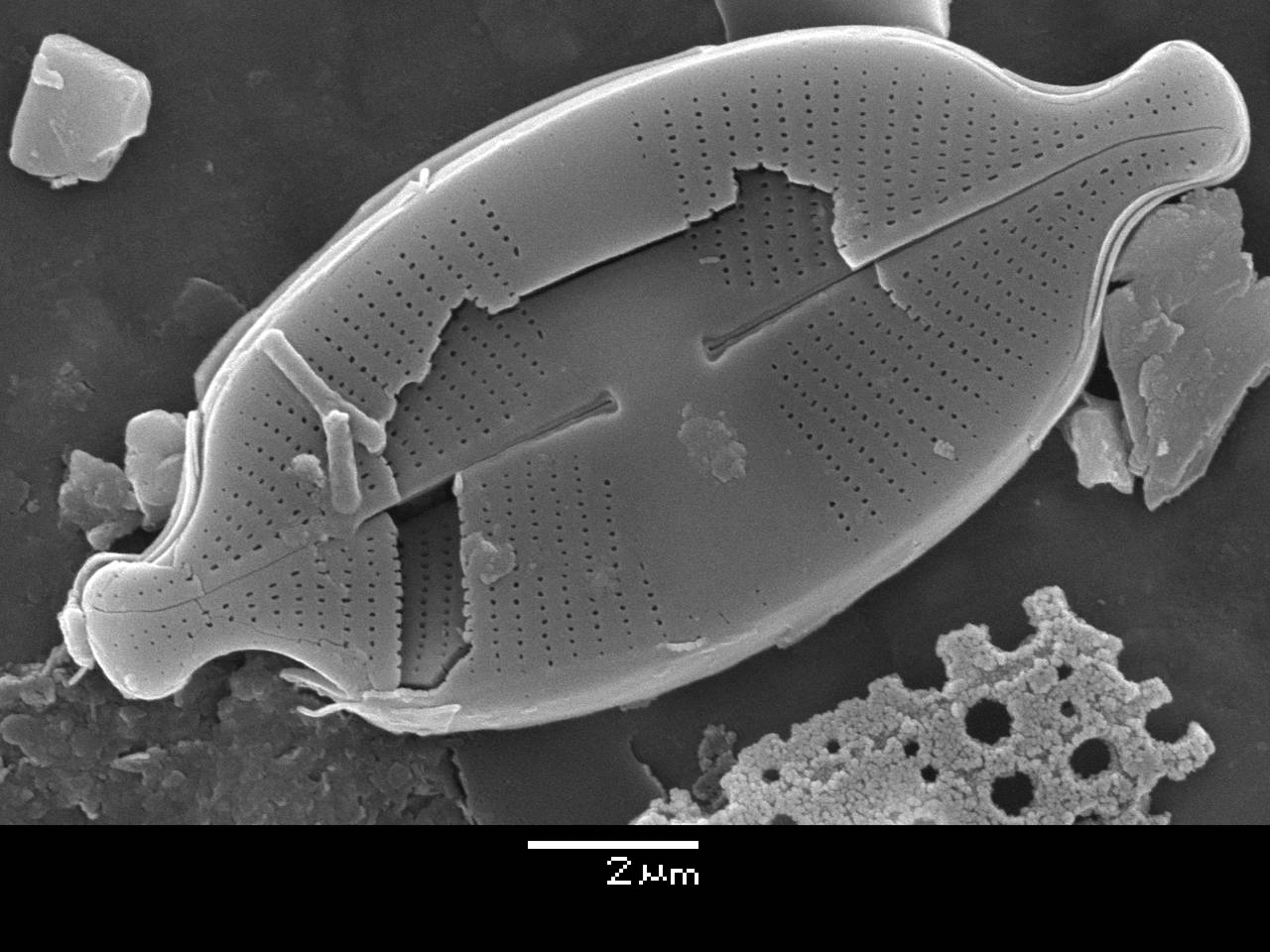 Масштаб - 10 мкм., Рузский район, Moscow Oblast (Russia)