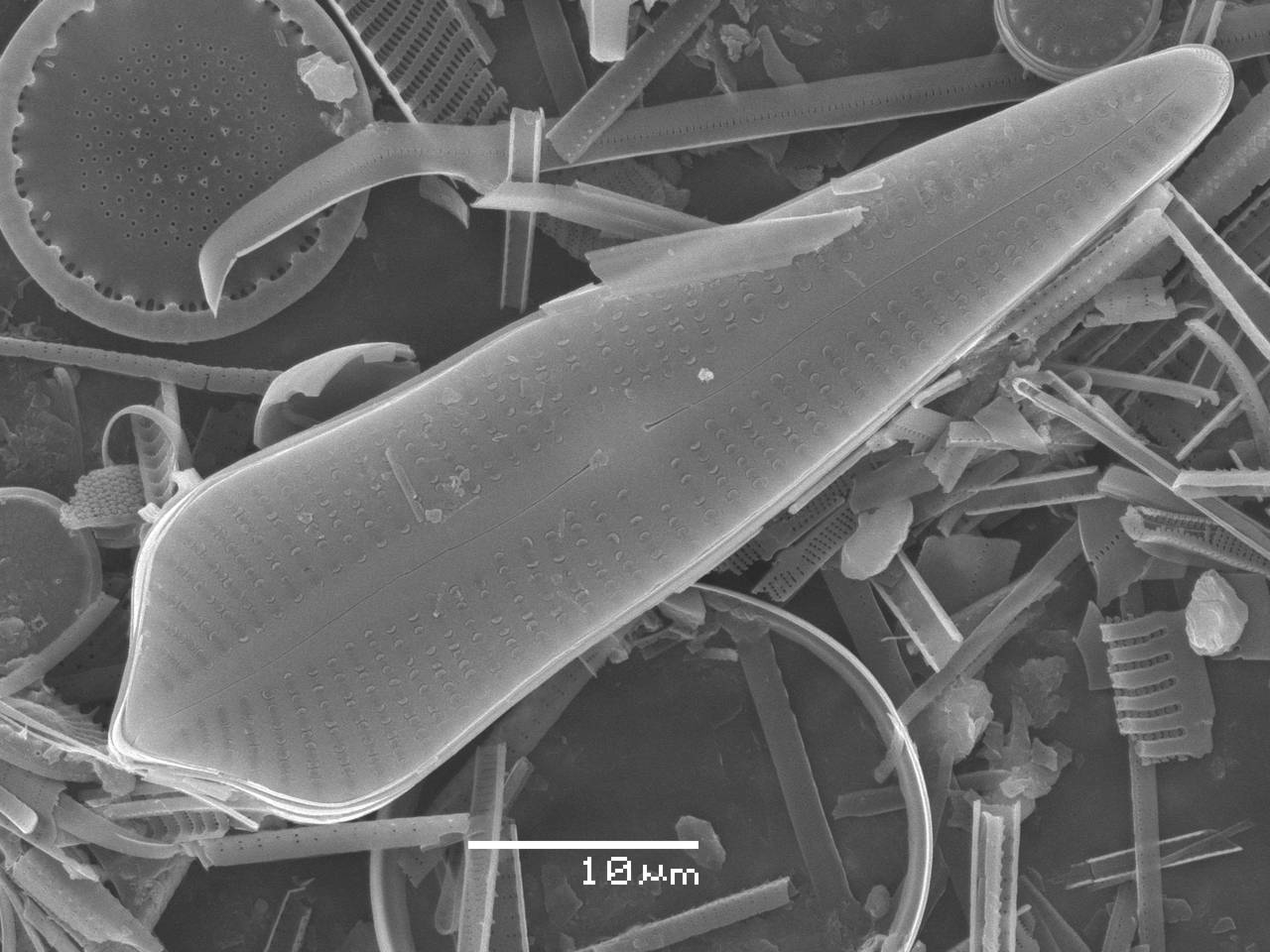 272-sem-25, Рузский район, Moscow Oblast (Russia)