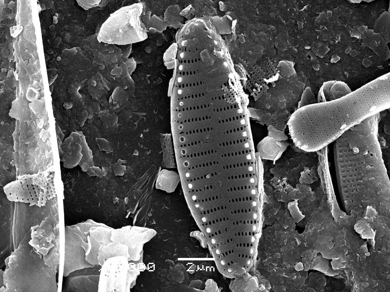 Масштаб - 10 мкм., Рузский район, Moscow Oblast (Russia)