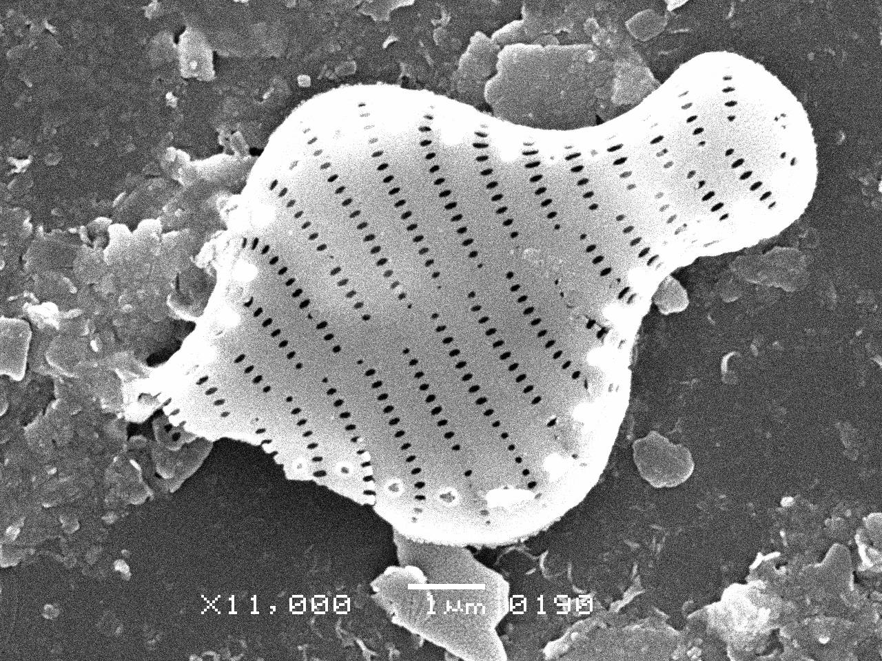 3-sem-10, Рузский район, Moscow Oblast (Russia)