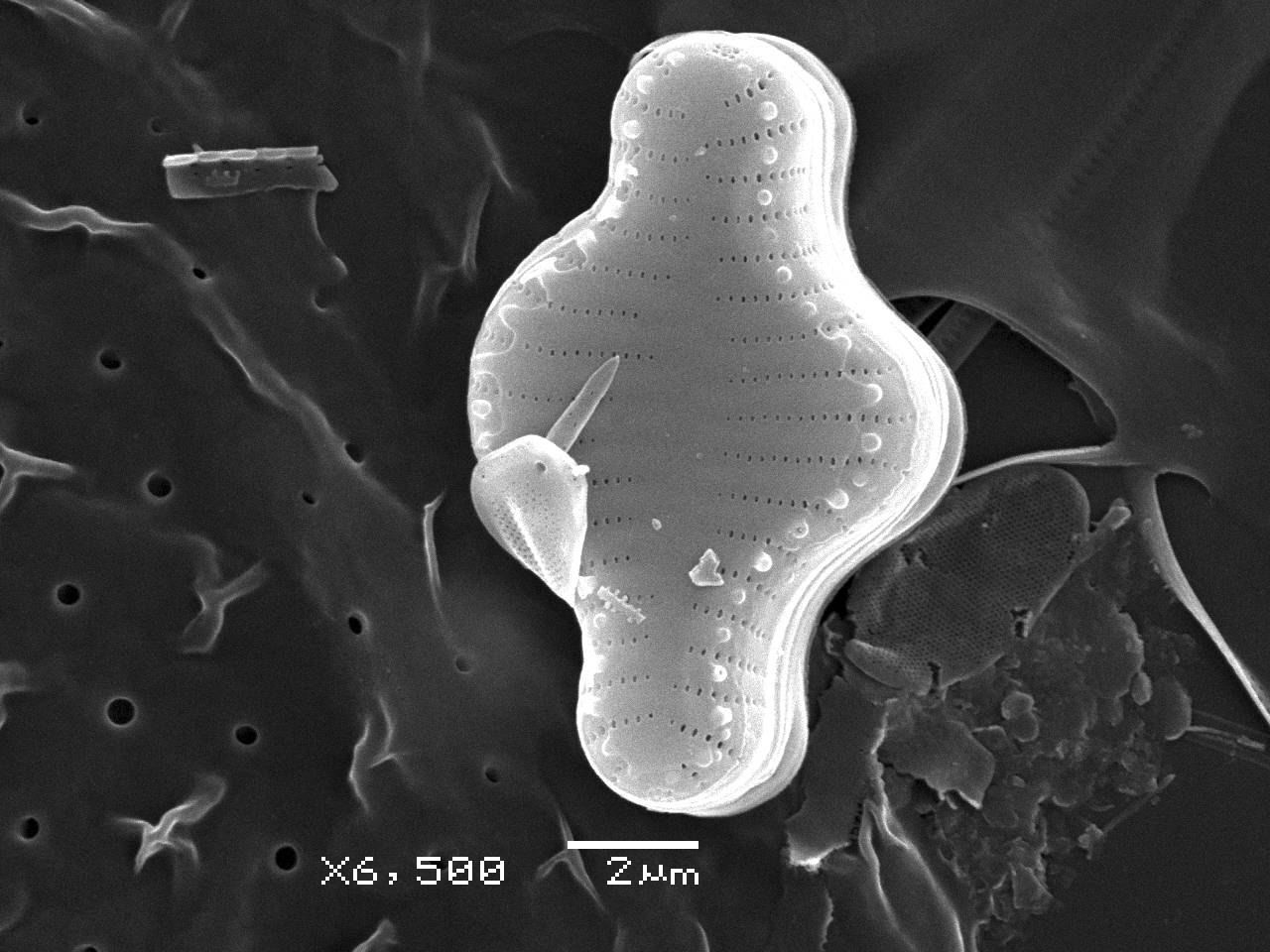 4-sem-8, Рузский район, Moscow Oblast (Russia)