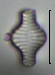 Масштаб - 10 мкм., Рузский район, Moscow Oblast (Russia)