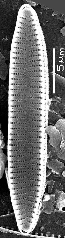 3-sem-38, Рузский район, Moscow Oblast (Russia)