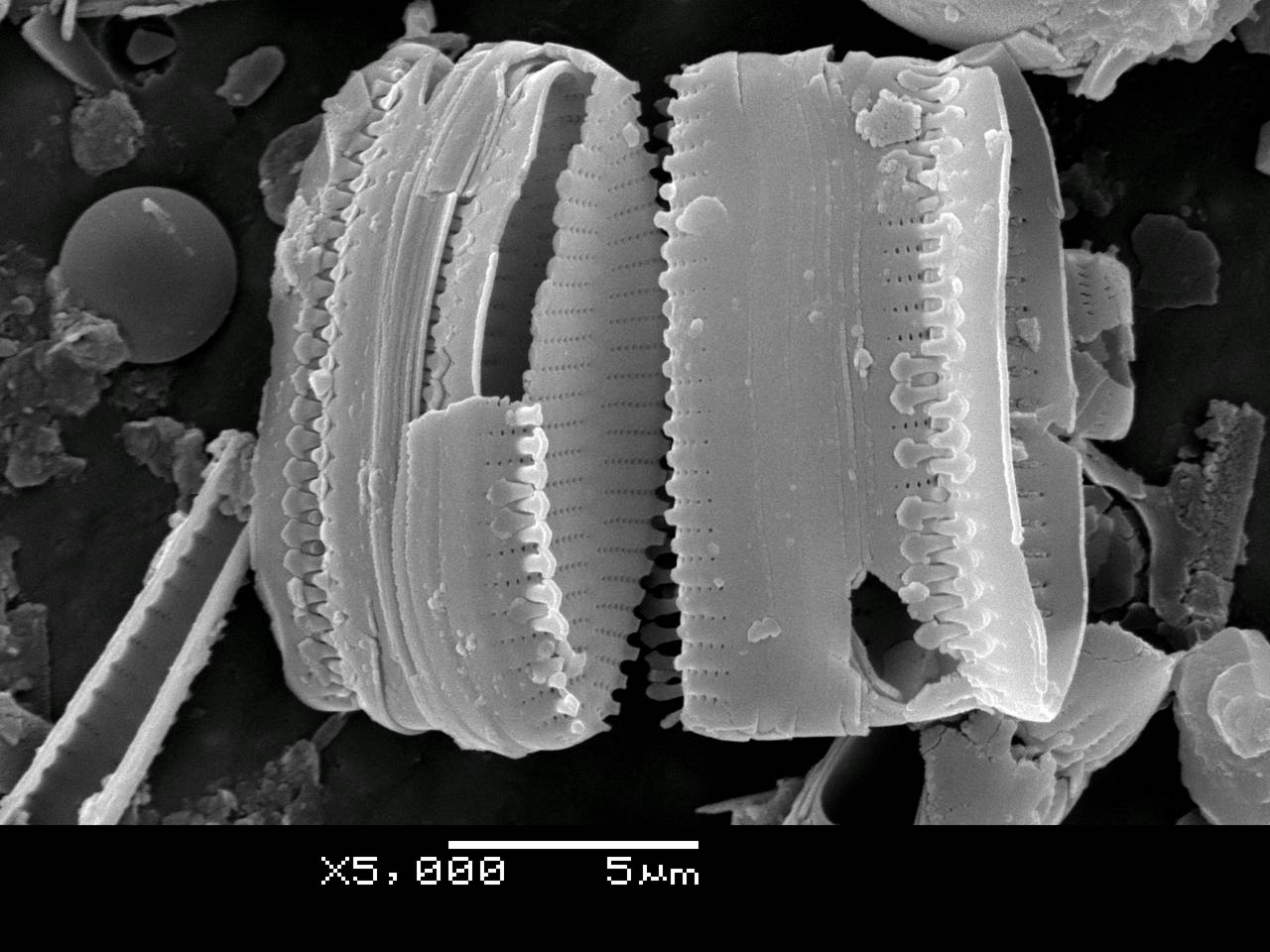 230-sem-32, Рузский район, Moscow Oblast (Russia)