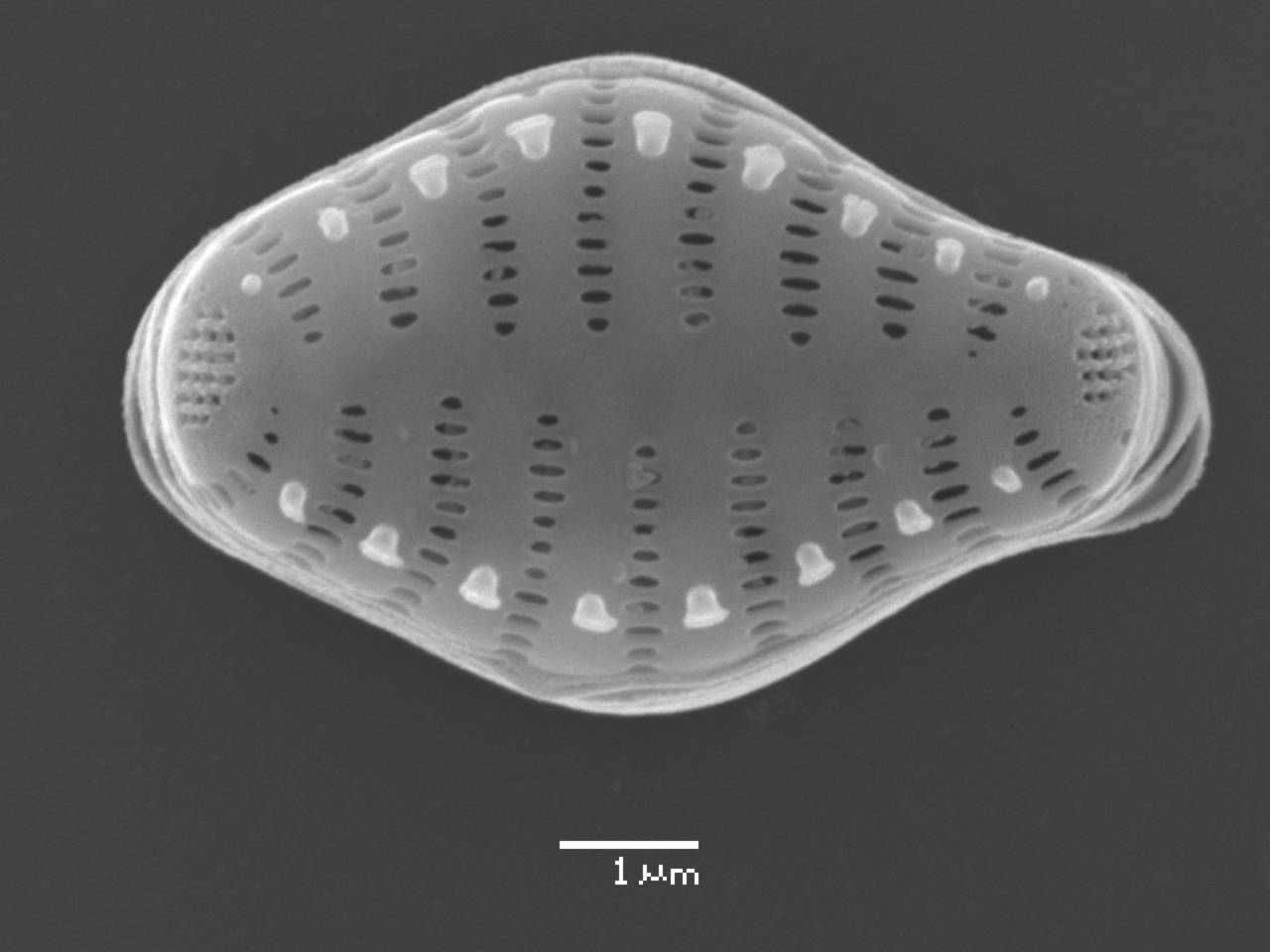 20-sem-14, Рузский район, Moscow Oblast (Russia)