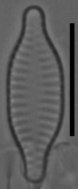 Масштаб - 10 мкм., Рузский район, Moscow Oblast (Russia)