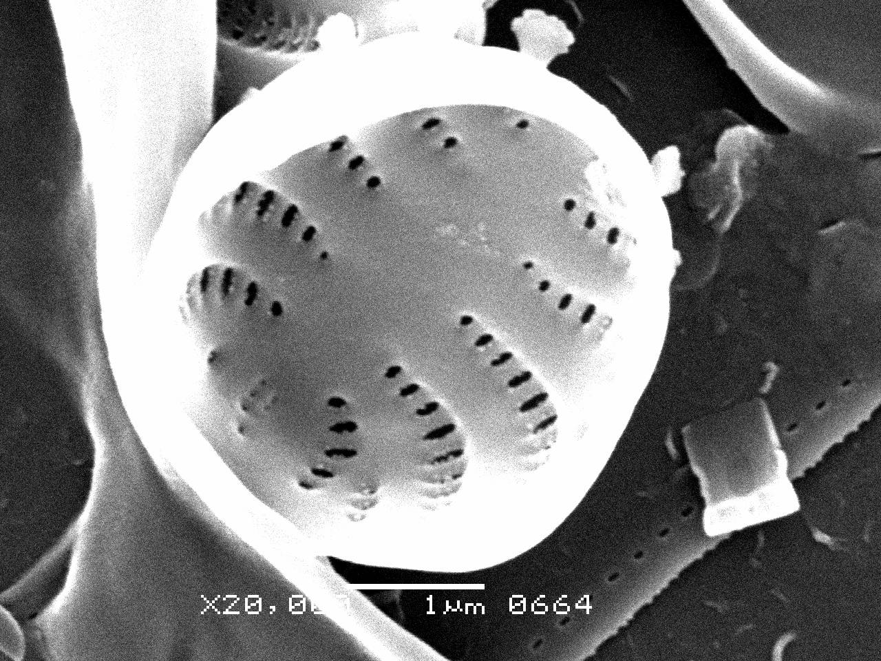 1-sem-40, Рузский район, Moscow Oblast (Russia)