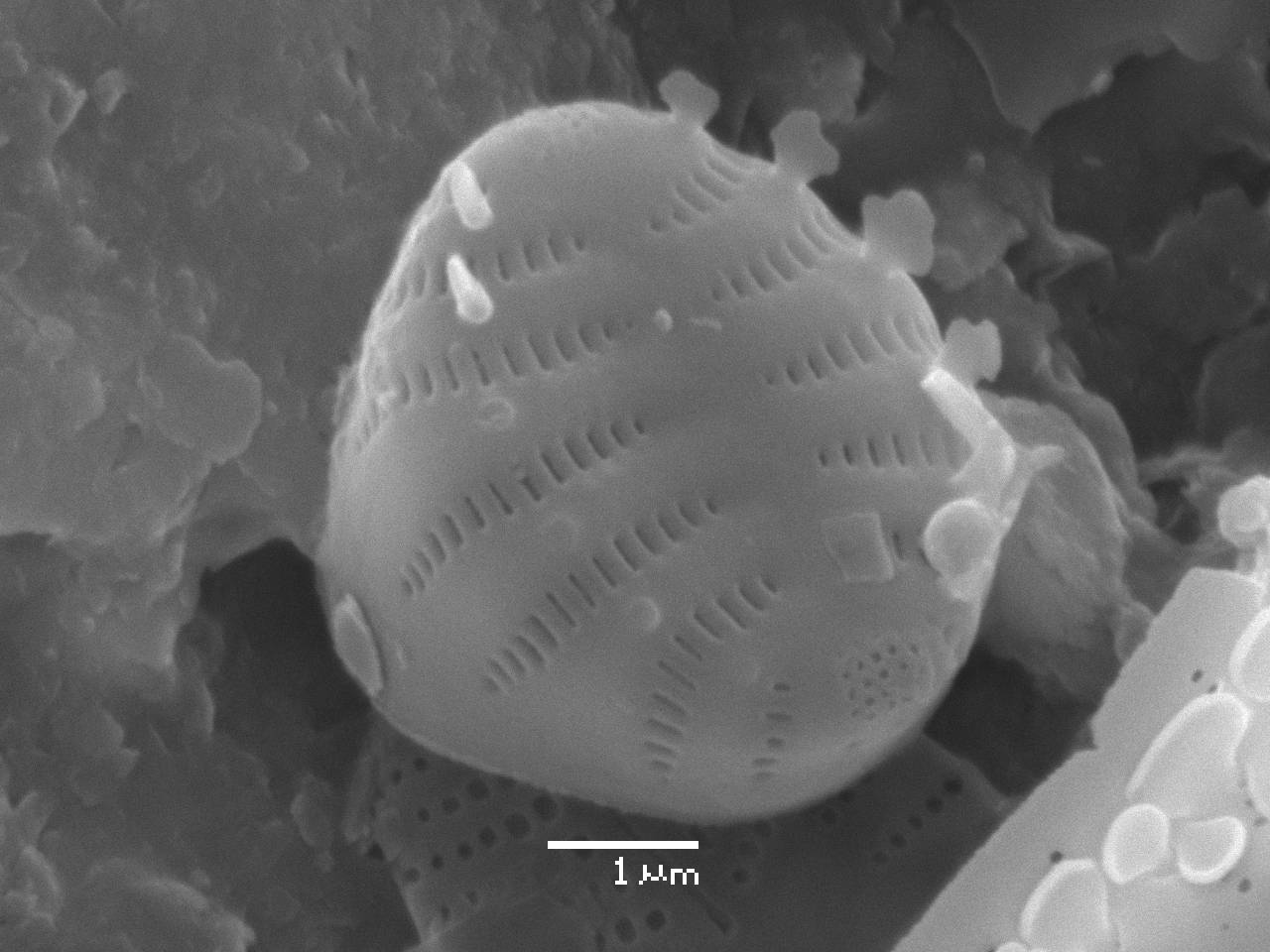 Масштаб - 10 мкм., Рузский район, Moscow Oblast (Russia)