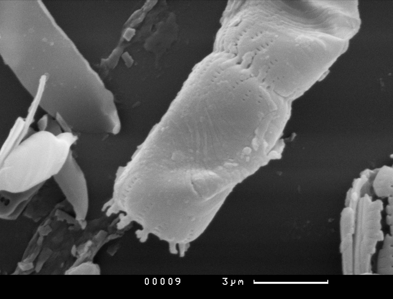 115-sem-21, Рузский район, Moscow Oblast (Russia)