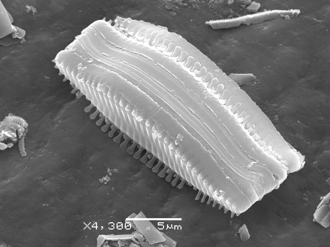 265-sem-1b, Рузский район, Moscow Oblast (Russia)