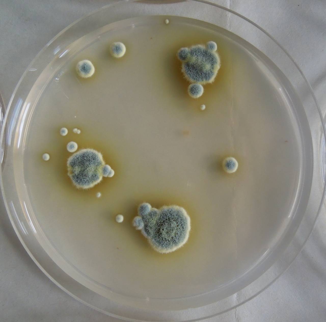 MSU_FS-03227_01, Район К Банг (K'Bang districts), Gia Lai province (Vietnam)