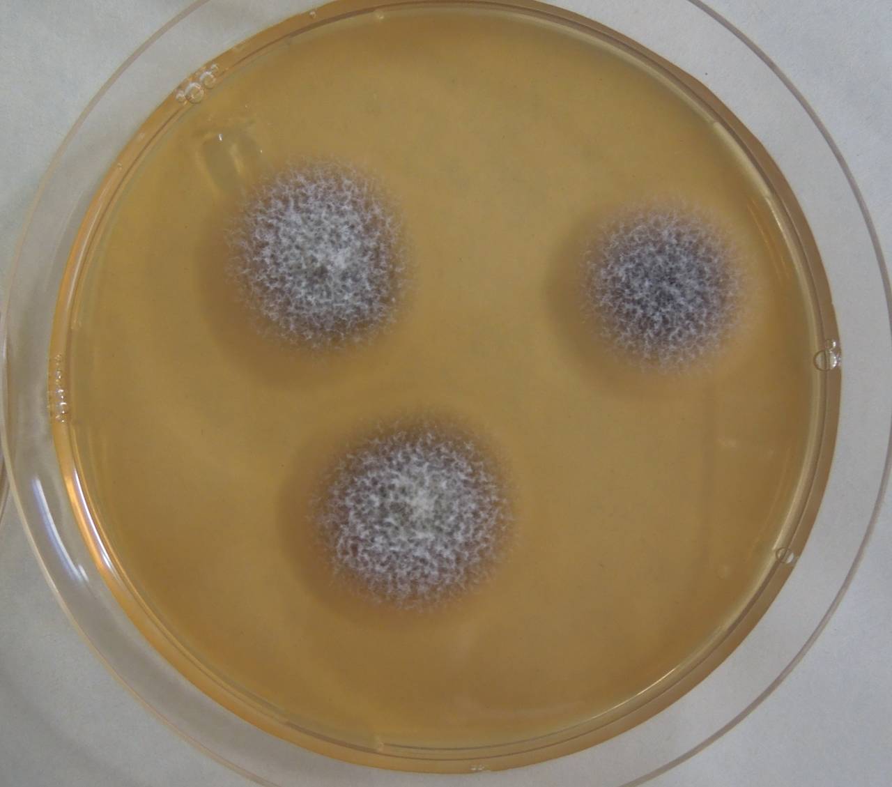 MSU_FS-03233_01, Район К Банг (K'Bang districts), Gia Lai province (Vietnam)