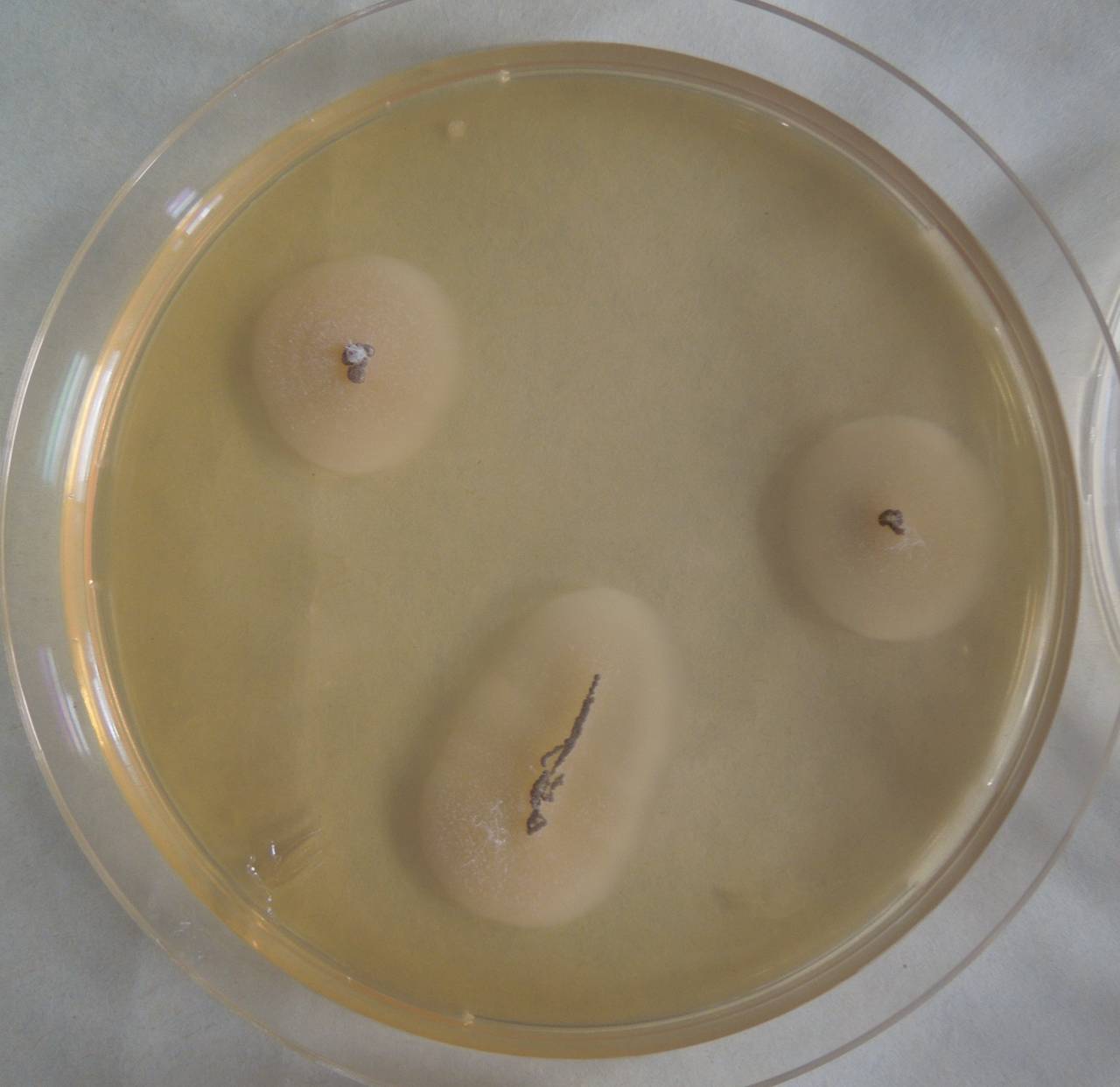 MSU_FS-03235_01, Район К Банг (K'Bang districts), Gia Lai province (Vietnam)