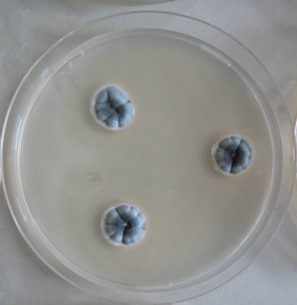 MSU_FS-03245_01, Район К Банг (K'Bang districts), Gia Lai province (Vietnam)