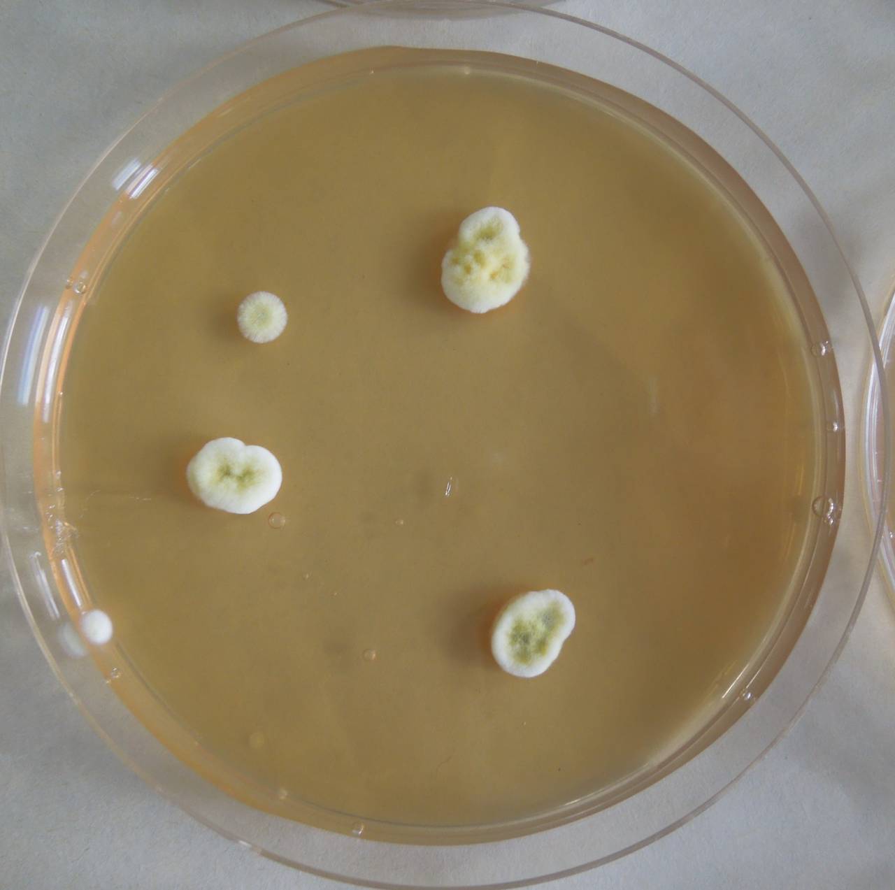 MSU_FS-03248_01, Район К Банг (K'Bang districts), Gia Lai province (Vietnam)