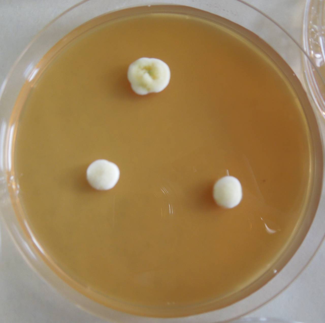 MSU_FS-03249_01, Район К Банг (K'Bang districts), Gia Lai province (Vietnam)