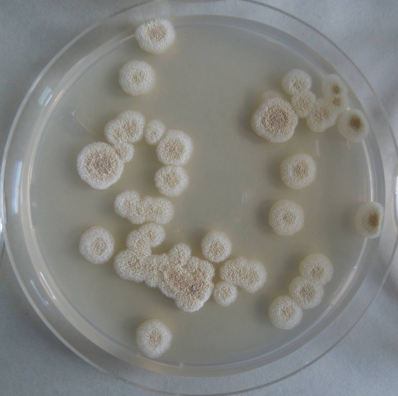 MSU_FS-03250_01, Район К Банг (K'Bang districts), Gia Lai province (Vietnam)