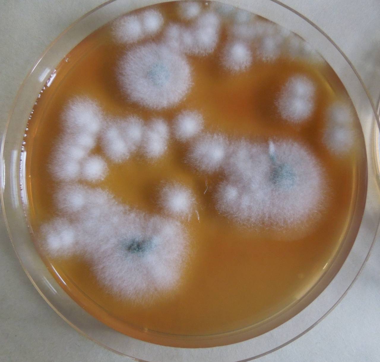 MSU_FS-03251_01, Район К Банг (K'Bang districts), Gia Lai province (Vietnam)