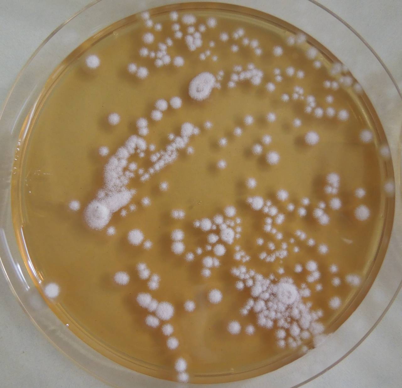 MSU_FS-03253_01, Район К Банг (K'Bang districts), Gia Lai province (Vietnam)