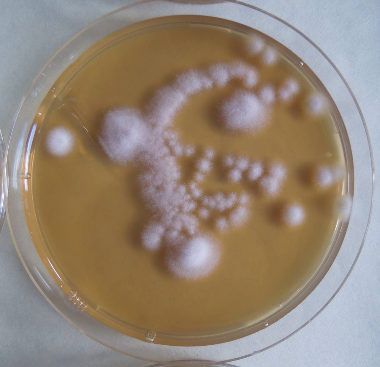 MSU_FS-03254_01, Район К Банг (K'Bang districts), Gia Lai province (Vietnam)