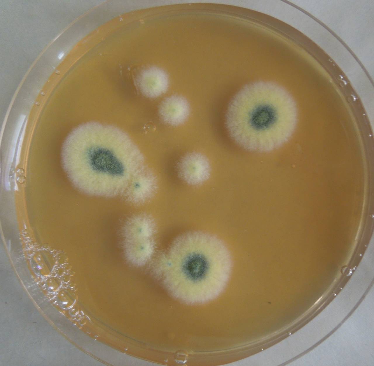 MSU_FS-03256_01, Район Манг Занг (Mang Yang districts), Gia Lai province (Vietnam)