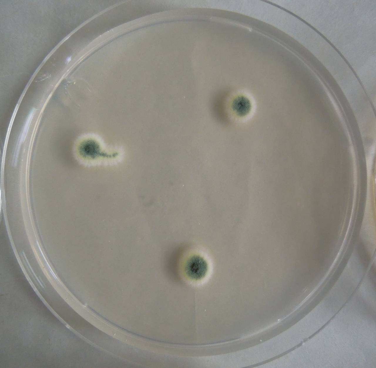 MSU_FS-03258_01, Район Манг Занг (Mang Yang districts), Gia Lai province (Vietnam)