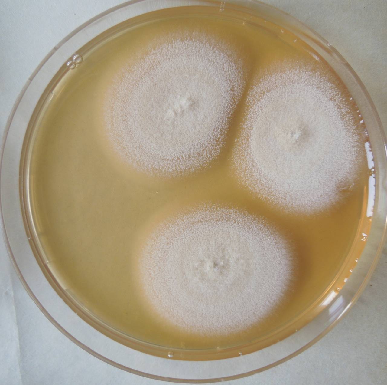 MSU_FS-03262_01, Район Манг Занг (Mang Yang districts), Gia Lai province (Vietnam)