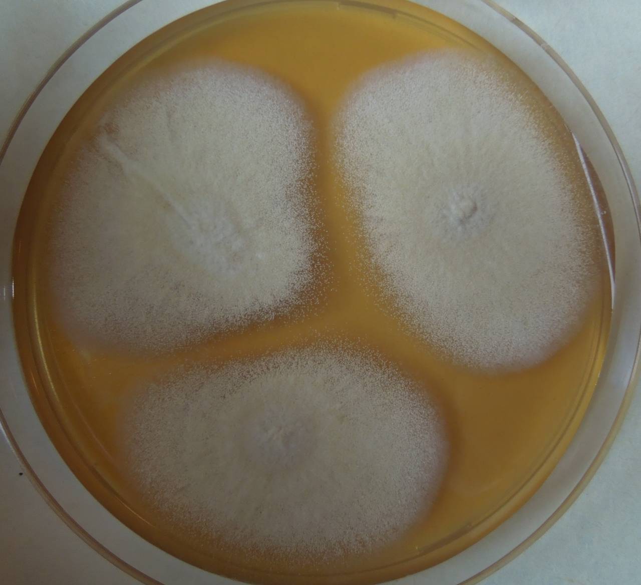 MSU_FS-03263_01, Район К Банг (K'Bang districts), Gia Lai province (Vietnam)