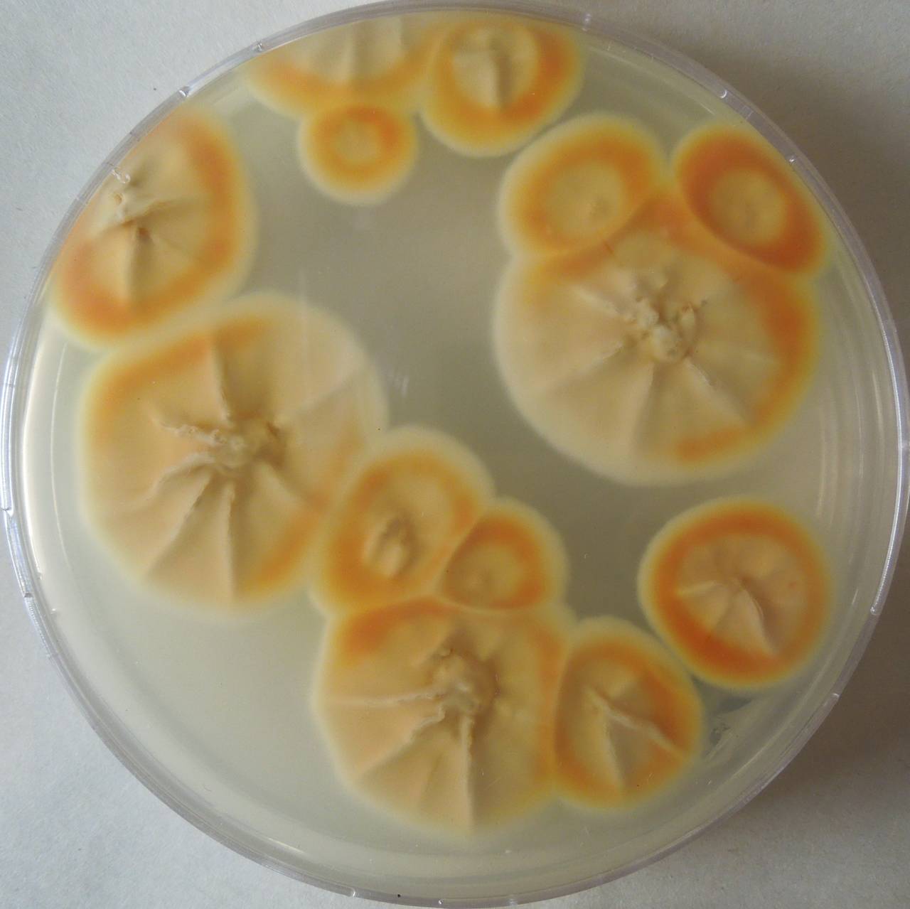 MSU_FS-03267_01, Район К Банг (K'Bang districts), Gia Lai province (Vietnam)