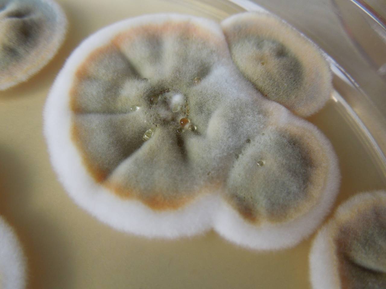 MSU_FS-03267_01, Район К Банг (K'Bang districts), Gia Lai province (Vietnam)