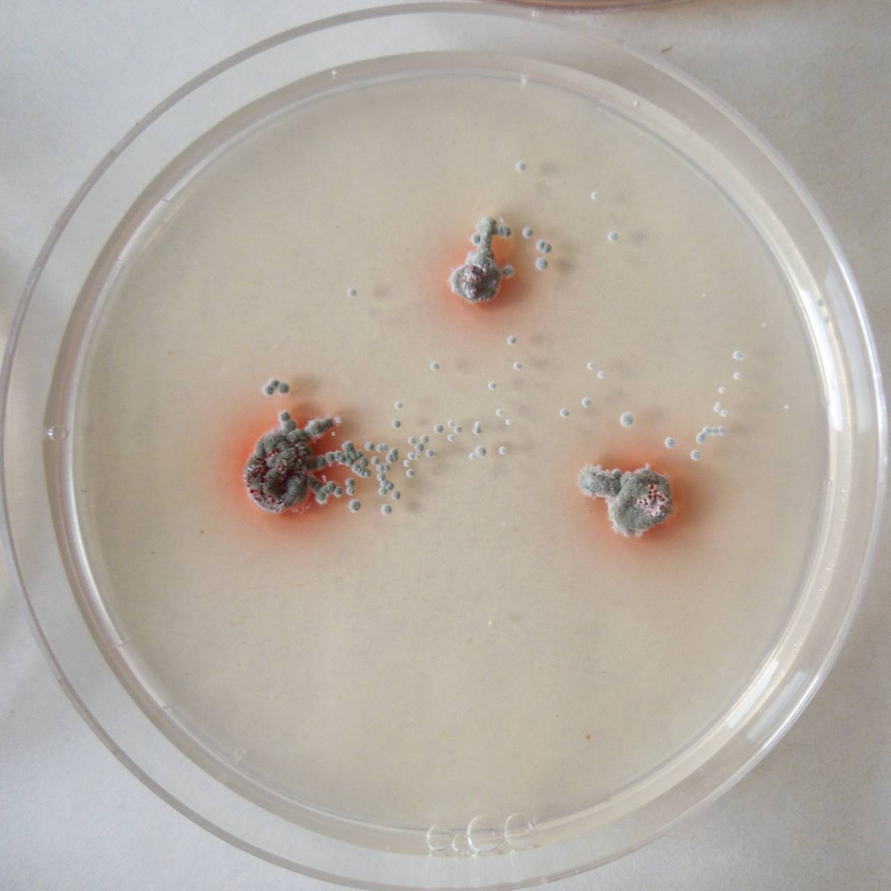 MSU_FS-03270_01, Район Манг Занг (Mang Yang districts), Gia Lai province (Vietnam)