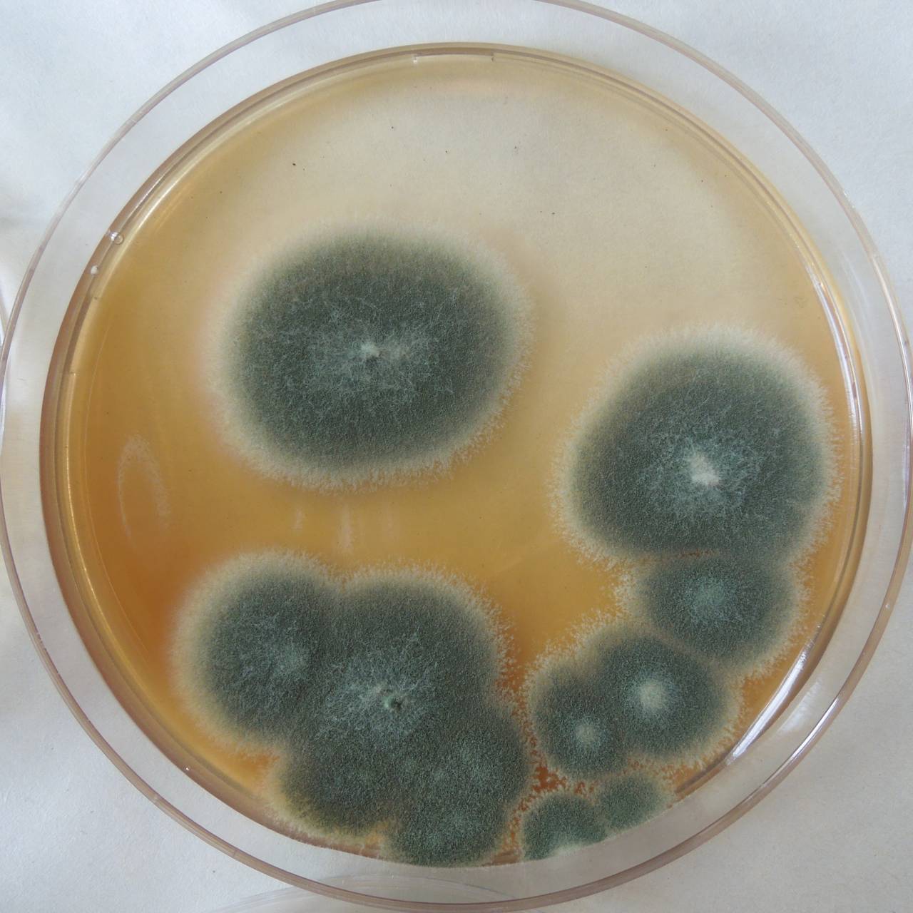 MSU_FS-03272_01, Район Манг Занг (Mang Yang districts), Gia Lai province (Vietnam)