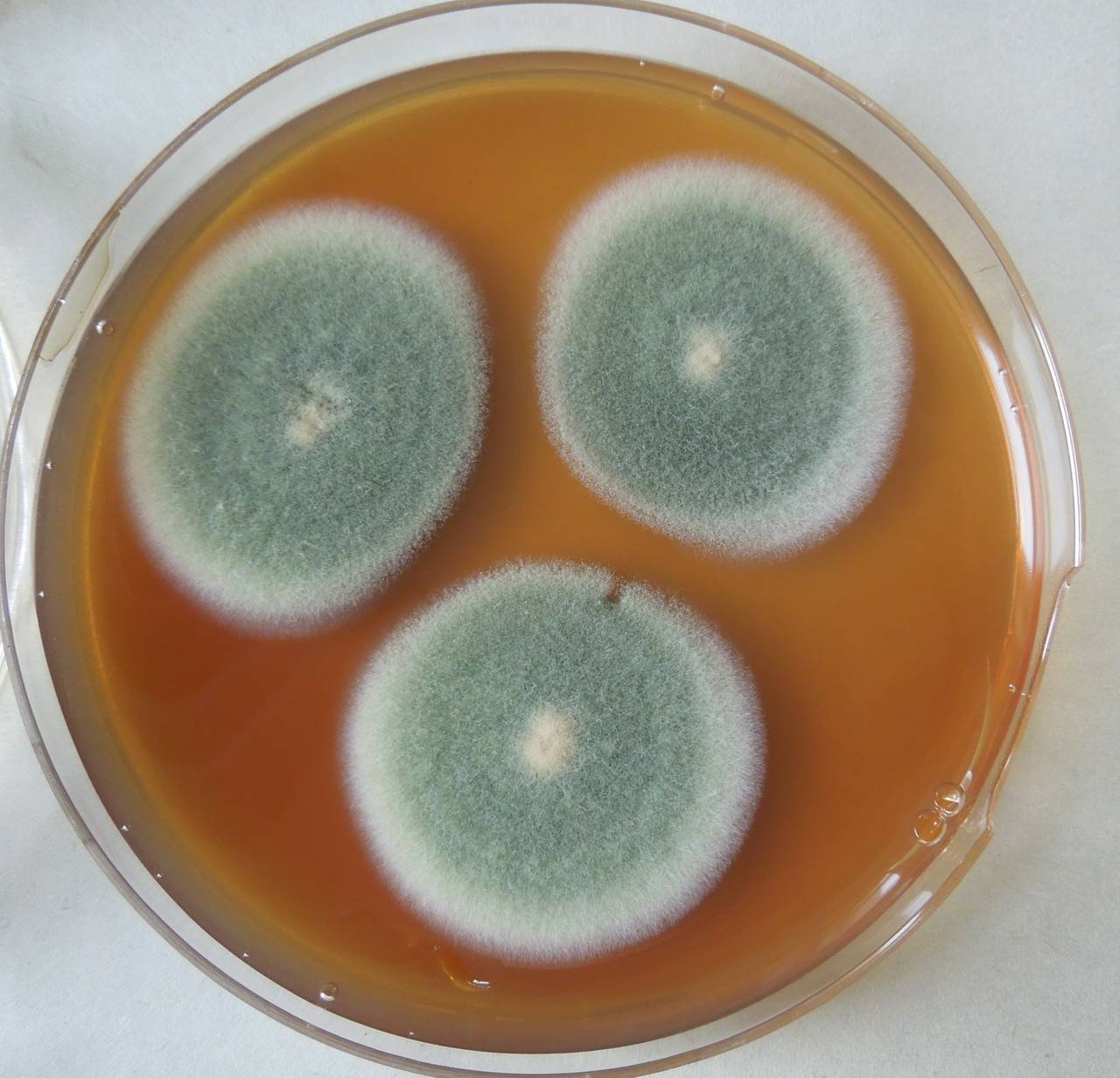 MSU_FS-03273_01, Район Манг Занг (Mang Yang districts), Gia Lai province (Vietnam)