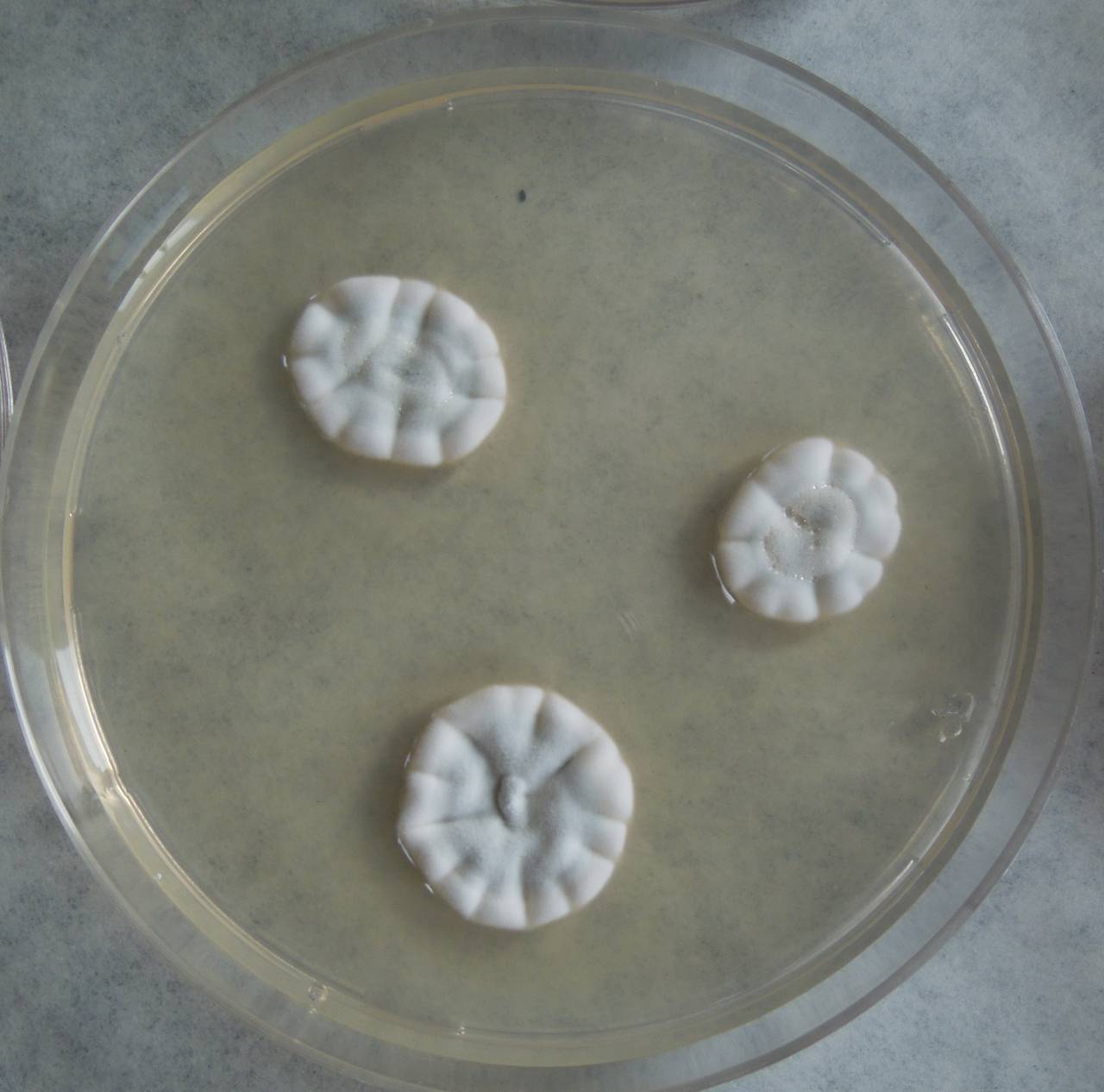 MSU_FS-03274_01, Район Манг Занг (Mang Yang districts), Gia Lai province (Vietnam)