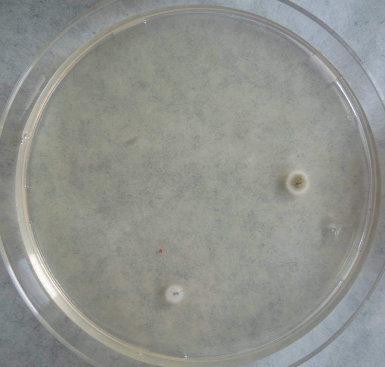 MSU_FS-03274_01, Район Манг Занг (Mang Yang districts), Gia Lai province (Vietnam)