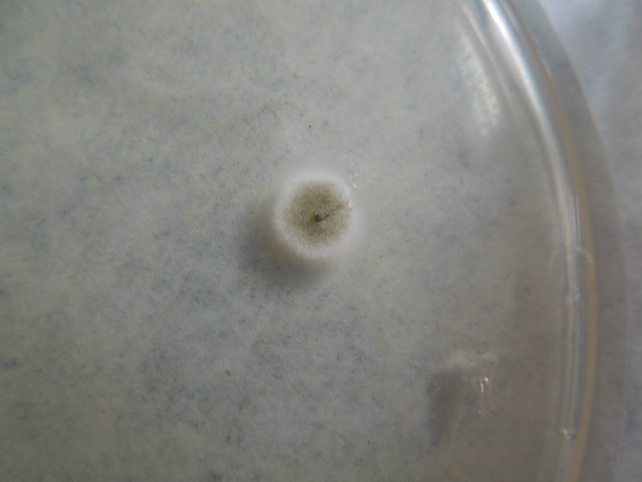 MSU_FS-03274_01, Район Манг Занг (Mang Yang districts), Gia Lai province (Vietnam)